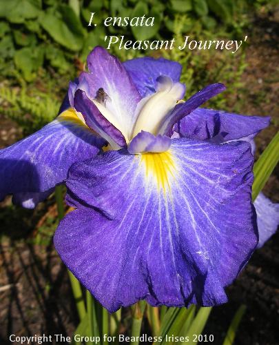 Pleasant Journey (2)